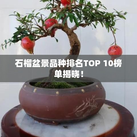 石榴盆景品种排名TOP 10榜单揭晓！