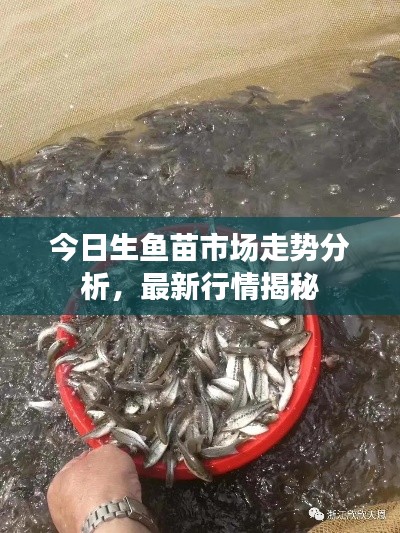 今日生鱼苗市场走势分析，最新行情揭秘