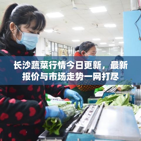 长沙蔬菜行情今日更新，最新报价与市场走势一网打尽