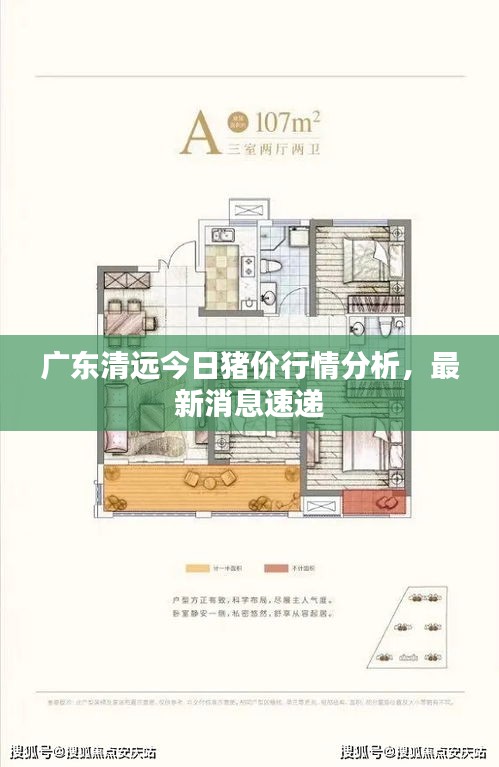 广东清远今日猪价行情分析，最新消息速递