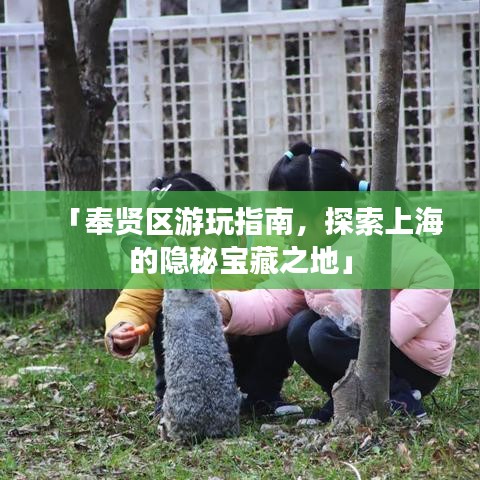 「奉贤区游玩指南，探索上海的隐秘宝藏之地」