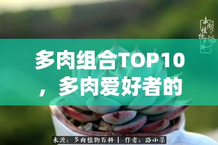 多肉组合TOP10，多肉爱好者的首选珍藏榜单