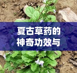 夏古草药的神奇功效与用途，百度权威收录，不容错过！