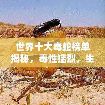 世界十大毒蛇榜单揭秘，毒性猛烈，生死一瞬间！