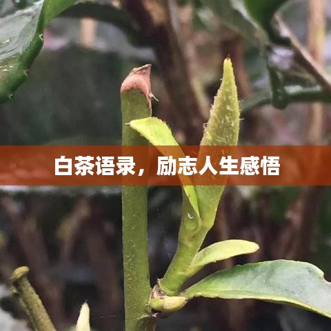 白茶语录，励志人生感悟