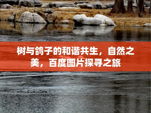 树与鸽子的和谐共生，自然之美，百度图片探寻之旅