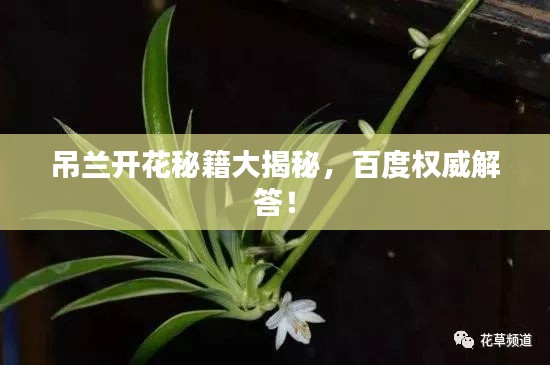 吊兰开花秘籍大揭秘，百度权威解答！