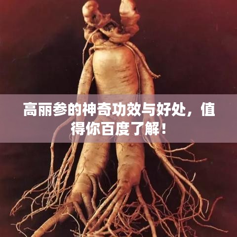 高丽参的神奇功效与好处，值得你百度了解！