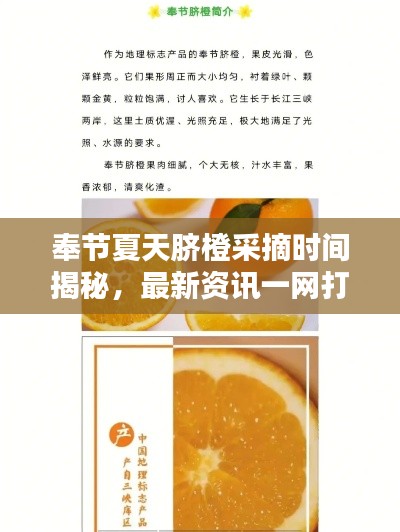 奉节夏天脐橙采摘时间揭秘，最新资讯一网打尽