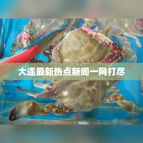 大连最新热点新闻一网打尽