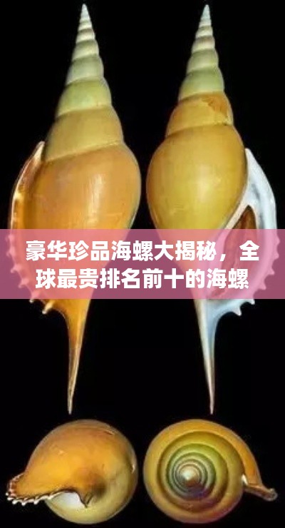 豪华珍品海螺大揭秘，全球最贵排名前十的海螺盘点！