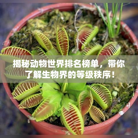 揭秘动物世界排名榜单，带你了解生物界的等级秩序！