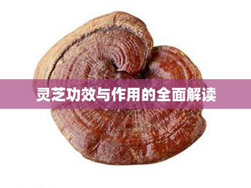 灵芝功效与作用的全面解读