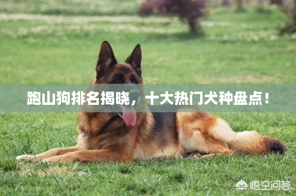 跑山狗排名揭晓，十大热门犬种盘点！