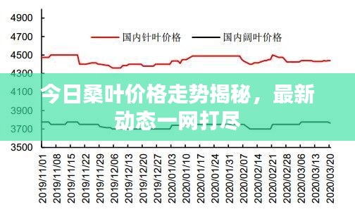 今日桑叶价格走势揭秘，最新动态一网打尽