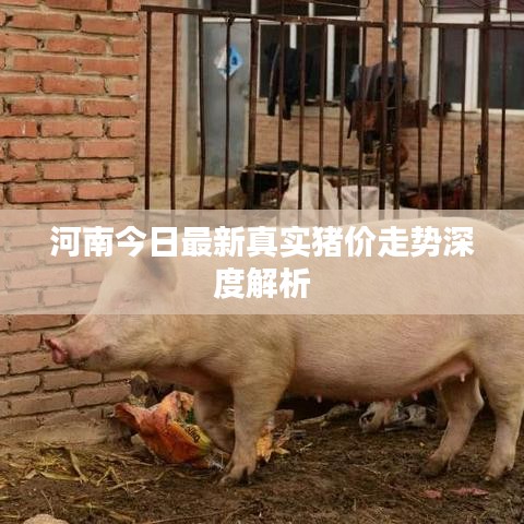 河南今日最新真实猪价走势深度解析