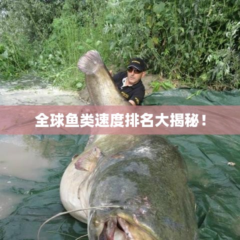 全球鱼类速度排名大揭秘！